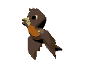 Brown Parakeet